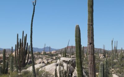 Ciencia y saberes locales – Lecciones en La Paz, Baja California